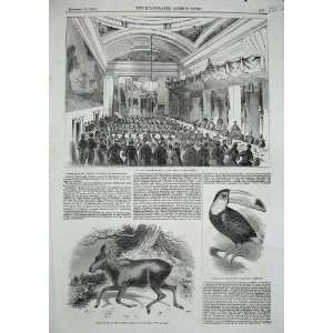   : 1844 Banquet Pottinger Manchester Toucan Moose Deer: Home & Kitchen