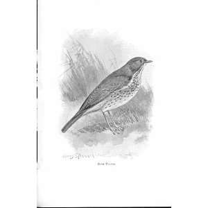  Song Thrush By Stannard Favourite Song Birds 1897: Home 