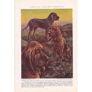   Bloodhound National Geographic Edward Herbert Miner Vintage Dog Print