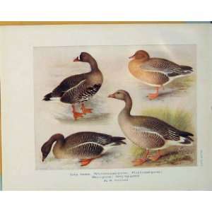  Grey Geese Whitefronted Goose Pinkfooted Bird Old Print 