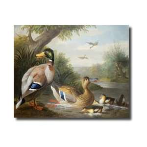  Ducks In A River Landscape Giclee Print