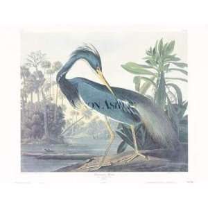  Louisiana Heron   J.J. Audubon 30x23 CLEARANCE