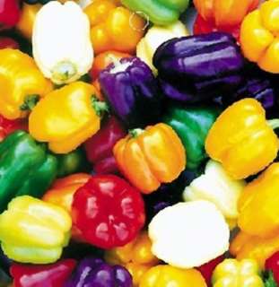 Maize 10 seeds   Rainbow corn *DIY HAPPY Plant  