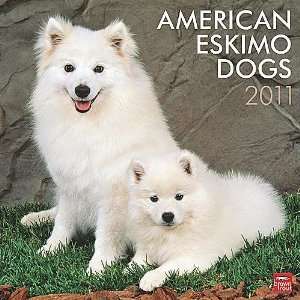  American Eskimo Dogs 2011 Wall Calendar: Office Products