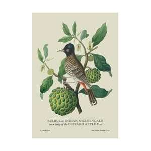  Bulbul or Indian Nightingale 12x18 Giclee on canvas: Home 