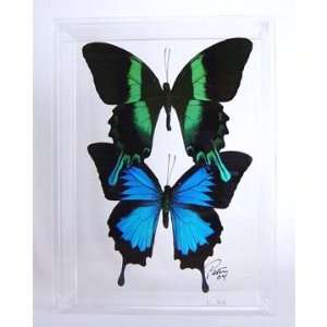  Papilio Blumei & Blue Mountain Swallowtail Butterfly 