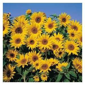   & Morgan Dwarf Yellow Spray Sunflower SEEDS Patio, Lawn & Garden