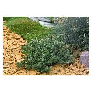  Oracle Sedum   25 Plants   Stonecrop   Perennial Patio 