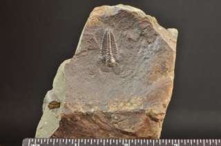 E702  RARE CLASSIC CAMBRIAN TRILOBITE   Paradoxides gracilis  