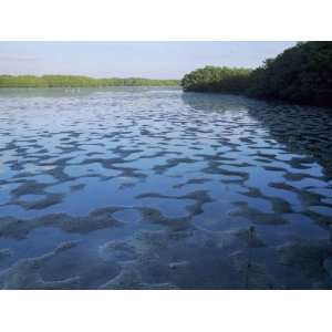  Mangroves at Low Tide, Ding Darling National Wildlife 