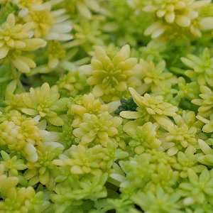  Sedum, Fine Gold Leaf   Stonecrop: Patio, Lawn & Garden