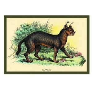  Caracal by Sir William Jardine, 24x18: Home & Kitchen