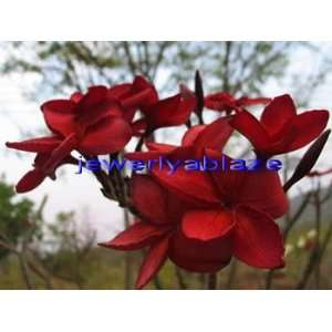  Plumeria (Frangipani) Black Dragon Blood live plant Patio 