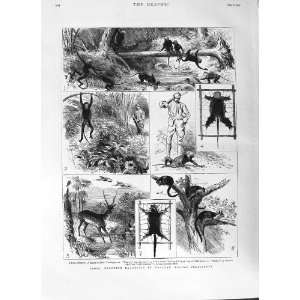    1882 INDIA SHOOTING MALABAR MADRAS MONKEYS SQUIRREL