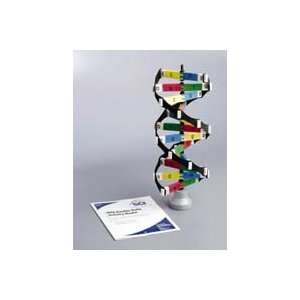  DNA Activity Model 