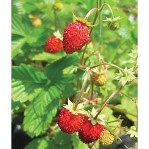    Strawberry, Alpine Fragola di Bosco 1 Plant: Patio, Lawn & Garden