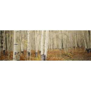 Aspen Trees in the Forest, Aspen, Colorado, USA by Panoramic Images 