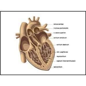 Human Heart Diagram on Mousepad 