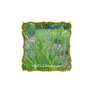  1 Lb Common Cattail Sedge (Carex typhina) Bulk Seeds 