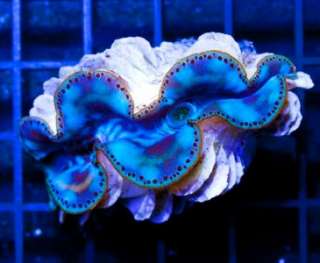 Reef Pets* Large Ultra Cultured Tridacna Clam *Live Reef Coral 