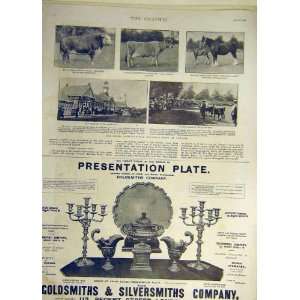  1901 Cattle Show Cardiff Hereford Bull Jersey Cow Shire 