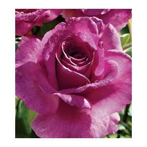  Melody Parfumée™ Grandiflora Rose Patio, Lawn & Garden
