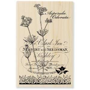  Botanical Asperula (Flower)   Wood Rubber Stamp: Arts 