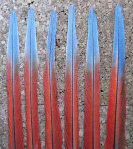 Scarlet Macaw Tail Feathers Parrot #785 Native Crafts Fly Ty Jewelry 