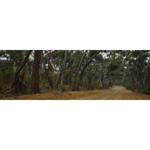  Dirt Road Passing through a Forest, Kangaroo Island 