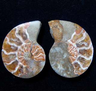 Ammonite Fossil Crystal Cut In Half,Madagascar B44018  