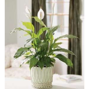 Same Day Flower Delivery Classic Peace Lily  Grocery 