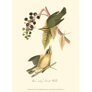  Audubons Warbler Finest LAMINATED Print John James Audubon 
