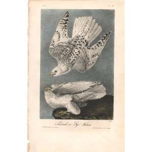   or Gyr Falcon   Original Audubon 1st Edition Octavo