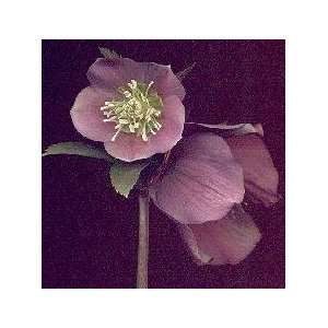  Red Lady Christmas Rose Patio, Lawn & Garden