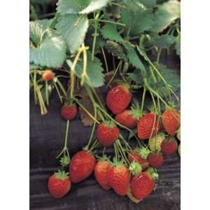  10 Heirloom Picnic Strawberry Seeds Patio, Lawn & Garden