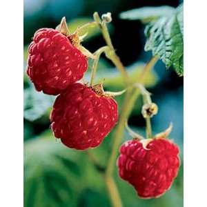  Heritage Red Raspberries, 5 Canes Patio, Lawn & Garden