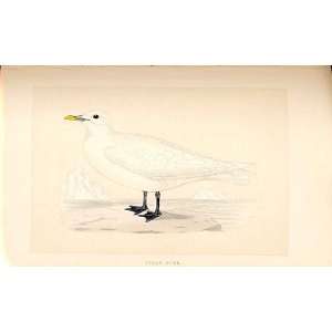  H/C British Birds 1St Ed Morris Ivory Gull 332