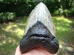 MEGALODON shark tooth teeth fossil ** EXTRA LARGE **  