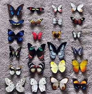 Insect Butterfly Magnets Wholesale Lot of 24  