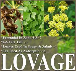 LOVAGE HERB SEEDS Levisticum officinale MOUNTAIN CELERY  