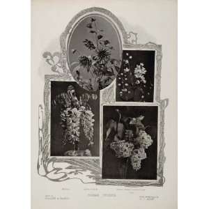   Lilac Wisteria Dahlia H. T. Malby   Original Print