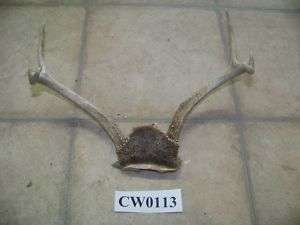 Texas Whitetaill deer skull cap Antlers Crafts CW0113  