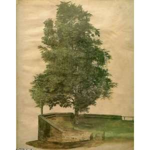   32 x 40 inches   Linden Tree On A Bastion 