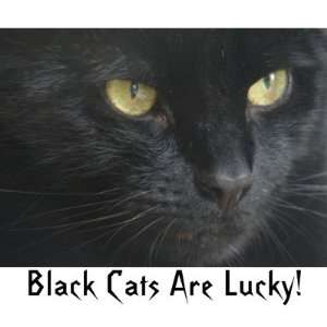 Black Cats Are Lucky Magnet 