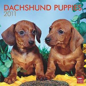 Dachshund Puppies 2011 Wall Calendar: Office Products