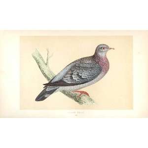  Stock Dove British Birds 1St Ed Morris 1851