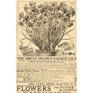  1896 Ad Sacred Lily Flowers John Lewis Child Garden 