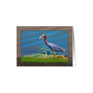  Birthday, 84th, Little Blue Heron Bird Card: Toys & Games