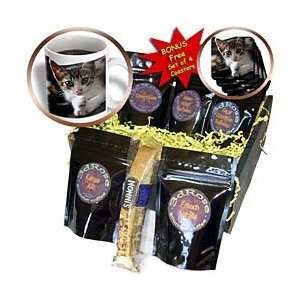 VWPics Cats and Dogs   Cute Kitten at Home   Coffee Gift Baskets 