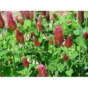  Crimson Italian Clover  50 Seeds Patio, Lawn & Garden